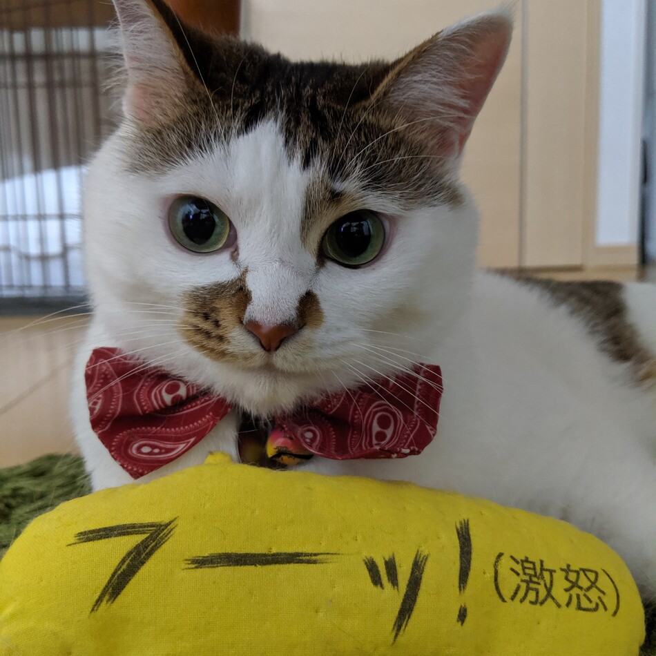 タチコマのカバー写真