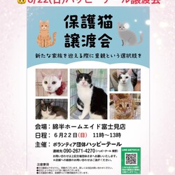 ハッピーテール保護猫譲渡会
