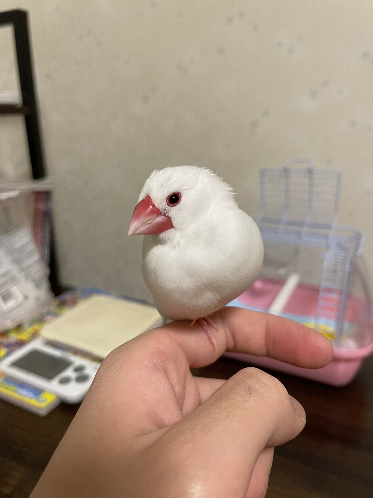 白文鳥2歳元気な性格です」石川県 - 鳥の里親募集(518040) :: ペットの