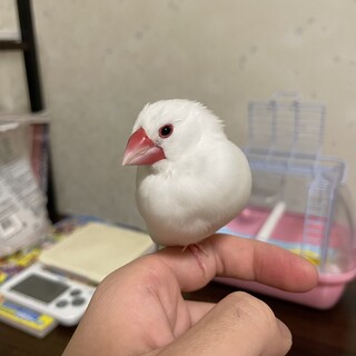 白文鳥2歳元気な性格です