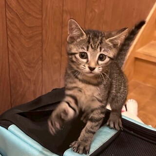 屋根の上の兄妹♥優しい目をした♡ビスコちゃん