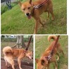 誰にでも尻尾フリフリ甘えん坊の男の子【県外譲渡可】 サムネイル5