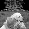 誰にでも尻尾フリフリ甘えん坊の男の子【県外譲渡可】 サムネイル6