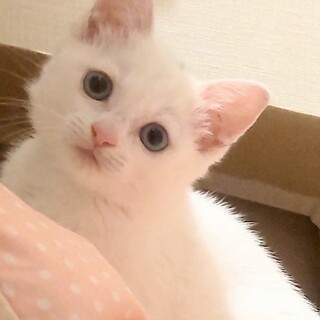 白いボブテイルのおはぎさん