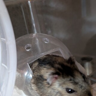 ジャンガリアンハムスター男の子控え目