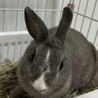 ミニウサギ2匹募集 サムネイル2