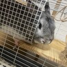 灰色ミニウサギ(2歳半)の募集 サムネイル2