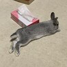 灰色ミニウサギ(2歳半)の募集 サムネイル3