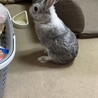 灰色ミニウサギ(2歳半)の募集 サムネイル4