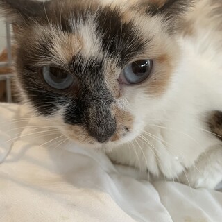 素敵なご縁がありました優しい三毛猫の女の子