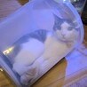 里親さん募集中です サムネイル2
