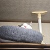 里親さん募集中です サムネイル3