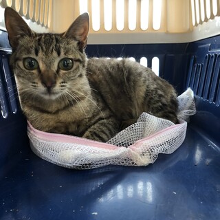 ７/１３譲渡会福島　キジトラだんごしっぽ人慣れ抜群