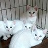 白い美猫♡『プリン』ちゃん サムネイル2