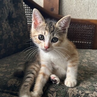 うるうるお目目の天使みたいなキジ三毛♀