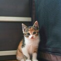 生後3か月　美人な三毛猫ちゃん
