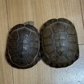 アフリカヌマヨコクビガメ　２匹