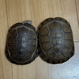 アフリカヌマヨコクビガメ　２匹
