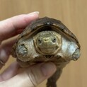 ミシシッピニオイガメ　アメリカCB