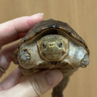 ミシシッピニオイガメ　アメリカCB