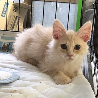 里親さん決まりました！　ミルクティー色　半長毛