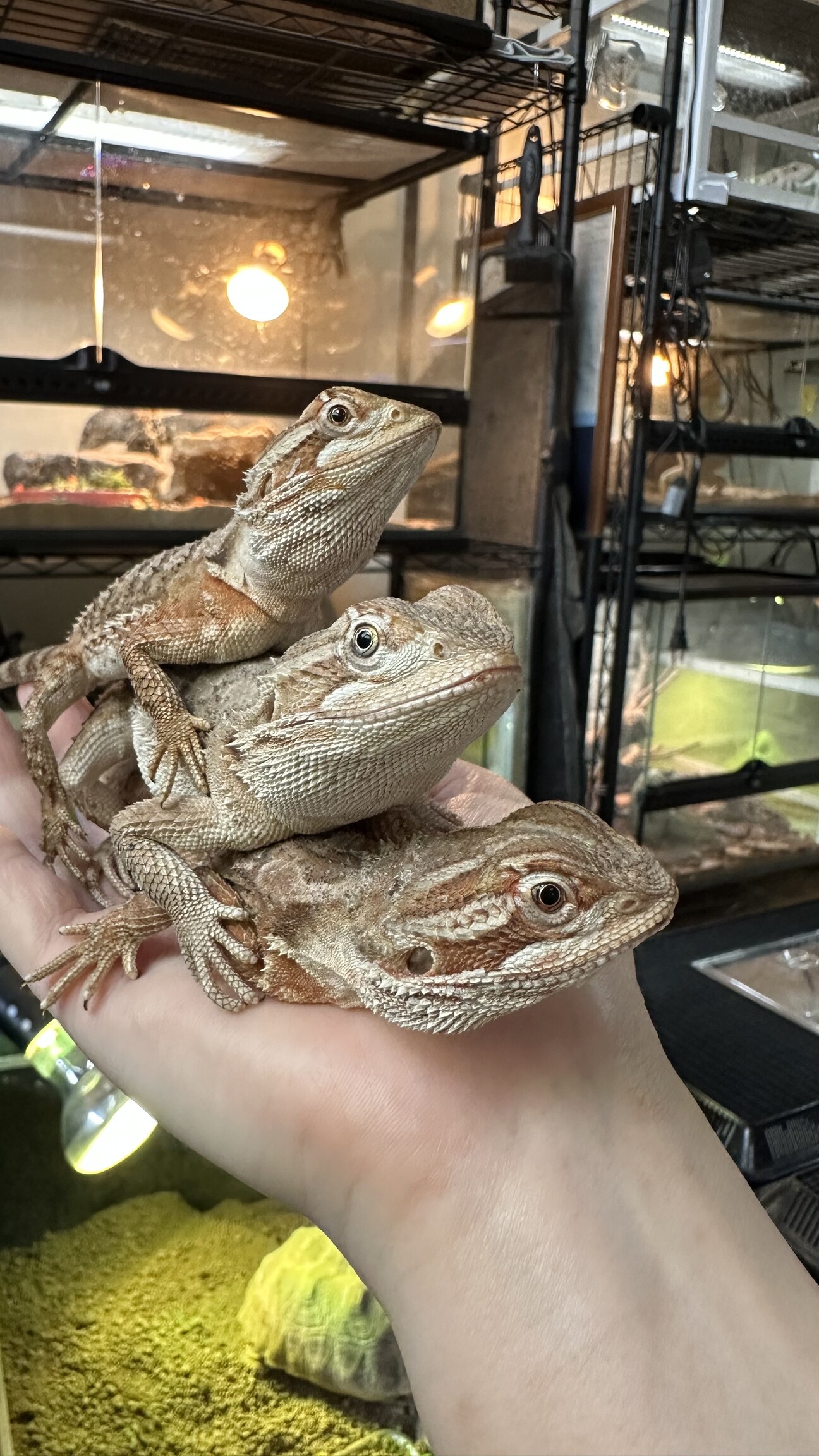 ローソンアゴヒゲトカゲ 3匹」石川県 - 爬虫類・他の里親募集(518087