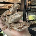 ローソンアゴヒゲトカゲ　３匹