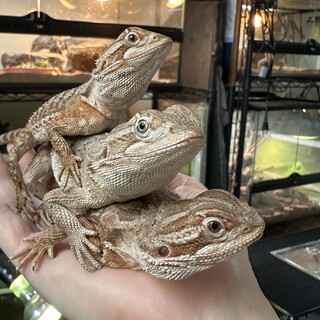 ローソンアゴヒゲトカゲ　３匹