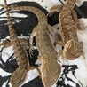 ローソンアゴヒゲトカゲ　３匹 サムネイル2