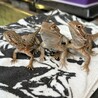 ローソンアゴヒゲトカゲ　３匹 サムネイル3