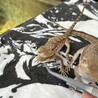 ローソンアゴヒゲトカゲ　３匹 サムネイル4