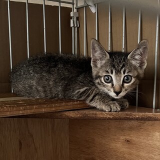 消防署前でレスキューされた子猫姉弟の里親さん募集中