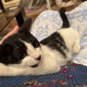 とても可愛いハチワレ子猫のポロ！