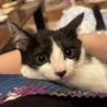 とても可愛いハチワレ子猫のポロ！ サムネイル7
