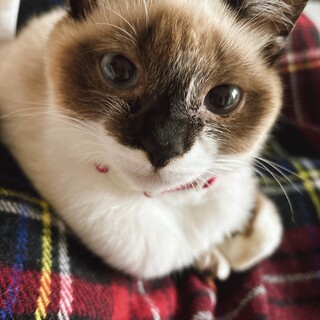 人が大好き！甘えん坊シャム猫