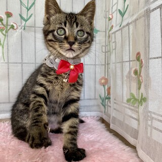 遊び好きな3兄妹『もなかくん』