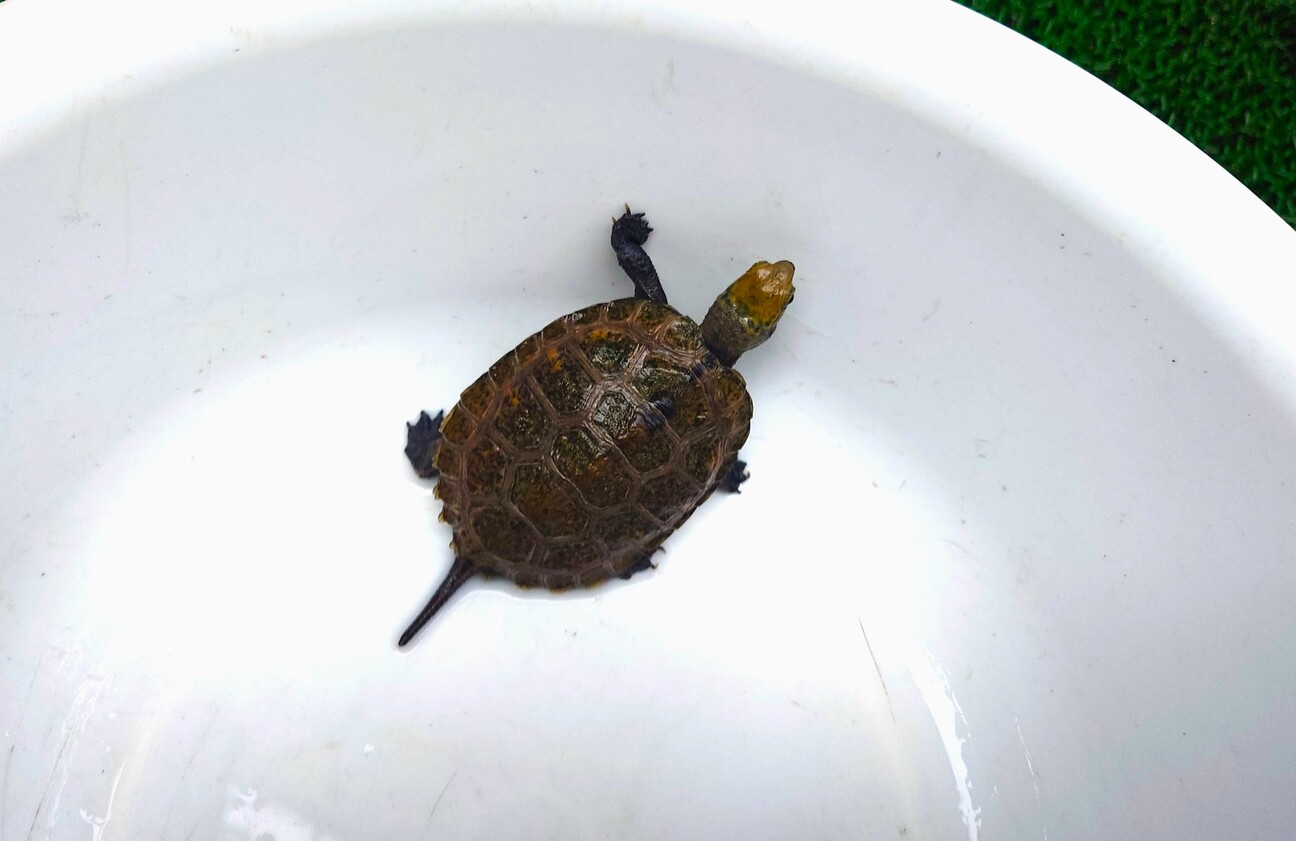 「イシガメの子亀」埼玉県 - 爬虫類・他の里親募集(518095) 1枚目の画像 :: ペットのおうち【里親決定25万頭!】