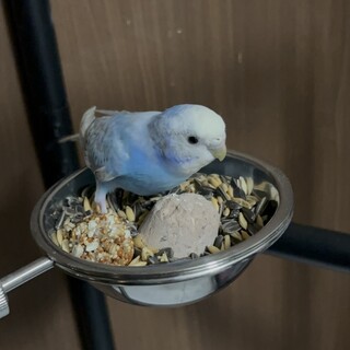 セキセイインコ　メス