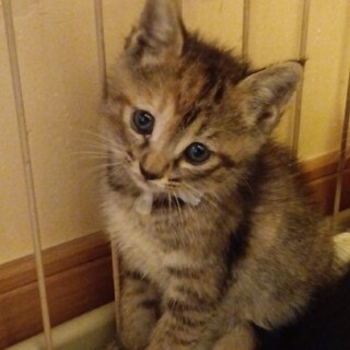 キジトラの可愛い女の子♥️