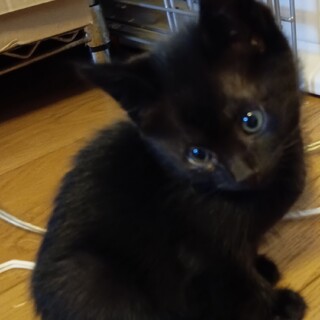 幸せを呼ぶ黒子猫❣️