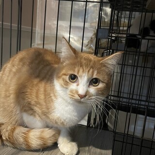 甘えん坊な性格の茶白の男の子