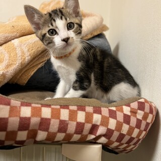  可愛い子猫前橋市④オレンジ君
