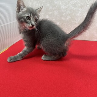 グレー2ヶ月！可愛い肉球、まんまるお目目❤くるみ