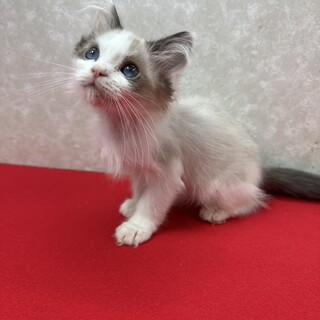 シールポイント長毛2か月ブルーアイ慣れ慣れ❤ロック