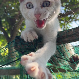 白茶のおとこのこ