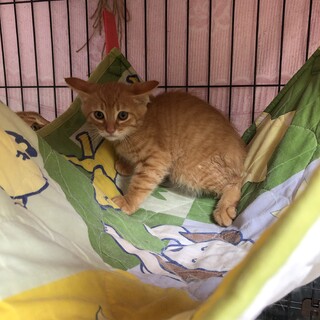 茶トラ　子猫 ２ヶ月　オス　(本宮市)