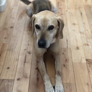 犬も人も大好き！元太くん