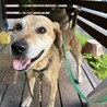 犬も人も大好き！元太くん サムネイル2