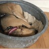 犬も人も大好き！元太くん サムネイル3