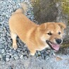 4ヶ月くらいの男の子です サムネイル3